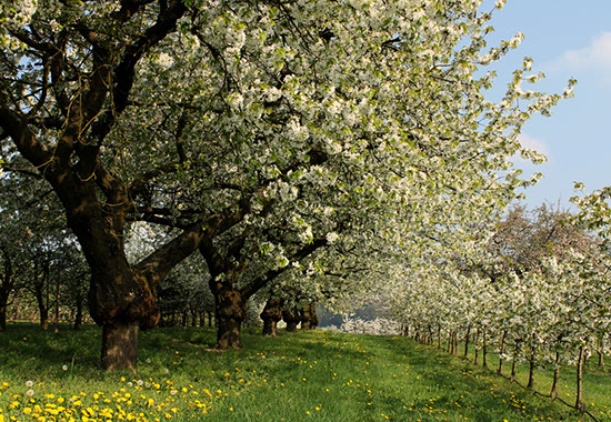 Obstbaumblüte